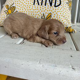 Nutella - Cream female Dachshund puppy in Dobson, North Carolina from Oakleys Dachshund Haven