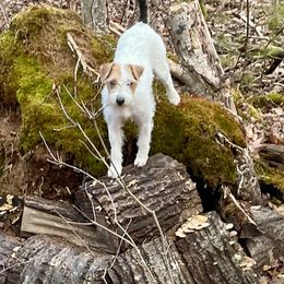 Russell Terrier Puppies from Acorn Ridge JRT