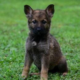 Sable girl - Sable female German Shepherd puppy in Clarkrange, Tennessee from Vom Wolff