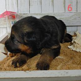 German Shepherd Puppies from Kindheitstraum Kennels