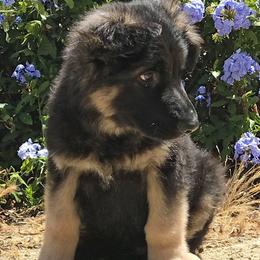 German Shepherds from Debbie Kaser's German Shepherds