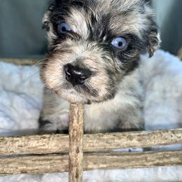 Boy 2 - Blue merle Australian Shepherd puppy in Paint Rock, Alabama from Kotah’s Kennels
