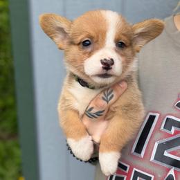 Cash - Red and white male American Corgi puppy in Solon Springs, Wisconsin from Werpstead Shorties