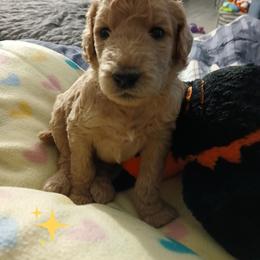 Yellow - Apricot male Poodle puppy in Big Rapids, Michigan from Meeker's Ridge Standard Poodles
