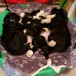 Portuguese Water Dog Puppies from Allegiance Portuguese Water Dogs