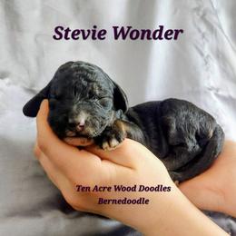 Stevie Wonder - Tri-color female Bernedoodle puppy in Pollock Pines, California from Ten Acre Wood Doodles