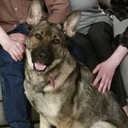 Gracie - German Shepherd