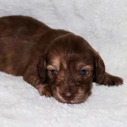 Arora 3500 - Brindle female Dachshund puppy in Coldwater, Mississippi from Mississippi Shorties Miniature Dachshunds