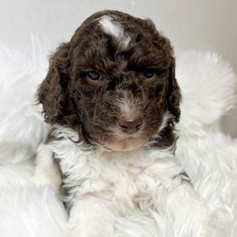 Rocky - Brown and white male Aussiedoodle puppy in Clarkston, Washington from Aussiedoodle palace