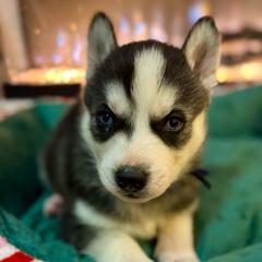 Buddy - Black and white male Siberian Husky puppy in Tiverton, Rhode Island from Mount Hope Siberians