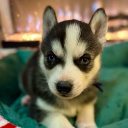 Buddy - Black and white male Siberian Husky puppy in Tiverton, Rhode Island from Mount Hope Siberians