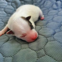 Dash - Tri-colored male Pomeranian puppy in Bellevue, Iowa from Fluffy Wonders Poms and Doodles