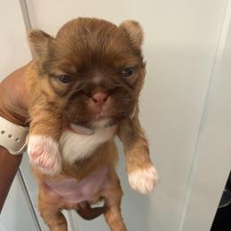 Mocha - Chocolate female Shih Tzu puppy in Ocala, Florida from Yorkie  And Shih Tzu Love