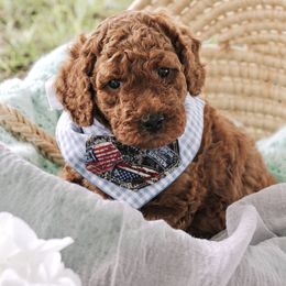 Goldendoodle Puppies from Beloved_doodles_WA