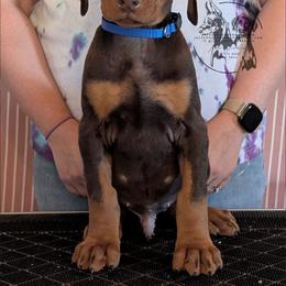 Blue Collar Male Amethyst and Sage - Red and rust male Doberman Pinscher puppy in Spencer, Indiana from Jackson's Dobermans