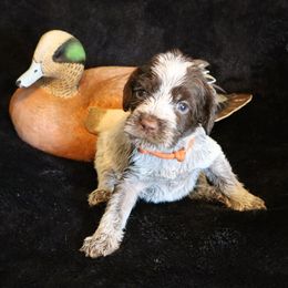 Boy 4 - Brown and gray male Wirehaired Pointing Griffon puppy in Afton, Wisconsin from Daehler's Wirehaired Pointing Griffons