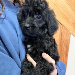 Blackie - Black male Goldendoodle puppy in Rush, New York from Care Bear Puppies