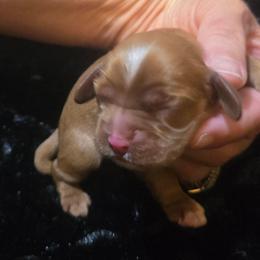 Bean - Red male Cocker Spaniel puppy in Florence, South Carolina from Reddick's American Cocker Spaniels
