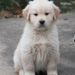 Golden Retriever Puppies from Huntleigh Goldens