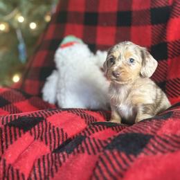 Coco Pebbles - Dapple female Dachshund puppy in Surprise, Arizona from Molina Family Farms