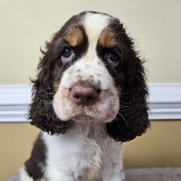Pipper - Liver white and tan female English Springer Spaniel puppy in Statesville, North Carolina from BAR Z Springers
