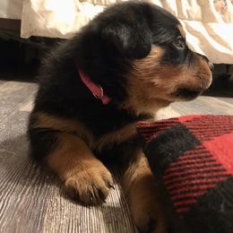 Rottweiler Puppies from Alpha Co. Rottweilers