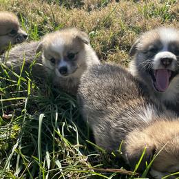 Pembroke Welsh Corgi Puppies from Music City Pembroke Corgis