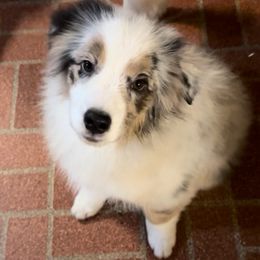 Sammy - Blue merle male Miniature American Shepherd puppy in Greenboro, North Carolina from Rustlingrass Miniature American Shepherds