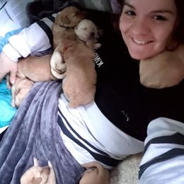 Double Doodle and Goldendoodle Puppies from Badgerland Goldendoodles