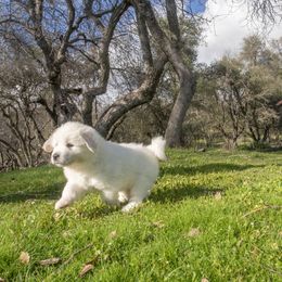 Great Pyrenees Puppies from Kings River Great Pyrenees