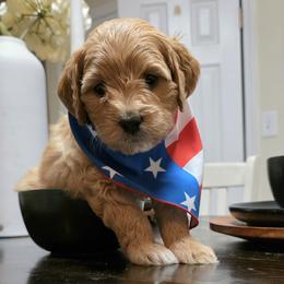 Flash (blue collar) - Apricot male Goldendoodle puppy in Richmond, Virginia from Highland Grove Doodles, LLC