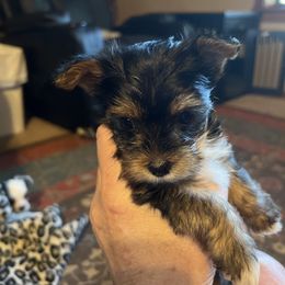 Girl 1 - Black and tan female Yorkshire Terrier puppy in Scranton, Arkansas from Trennas Rotten Yorkies