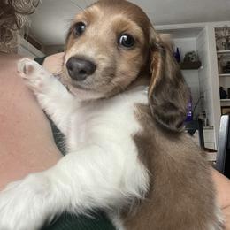 Izzy - Piebald male Dachshund puppy in Massachusetts from Honey Bee Dachshunds