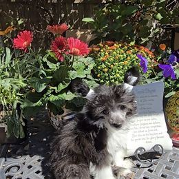 Erik Long Star Angel - Black and white male Chinese Crested puppy in Amarillo, Texas from Victoria's Chinese Cresteds Long Star Angels