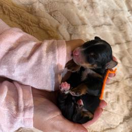 Ned - Tri-color male Bernedoodle puppy in Lake Panasoffkee, Florida from Donnas Deluxe Doodles LLC