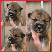 Girl 1 - Sesame female Shikoku puppy in Virginia from Hachidori Sou