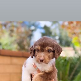 Aussiedoodle, Bernedoodle, Goldendoodle, and Poodle Puppies from Teddy Doodles & Standard Poodles