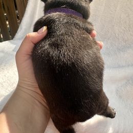 French Bulldog Puppies from Hope Mountain French Bulldogs