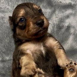 Walker - Shaded Cream - Cream male Dachshund puppy in Biloxi, Mississippi from Southern Doxies