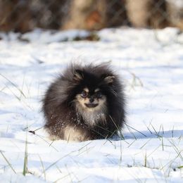 Opal - Black and tan female Pomeranian puppy in Perry County, Ohio from Speechless Pom’s