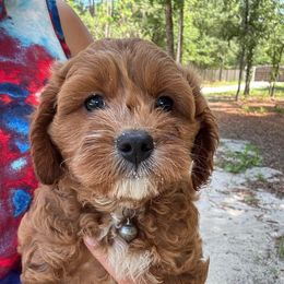Thyme - Red male Cavapoo puppy in Hawthorne, Florida from Loblolly Ranch