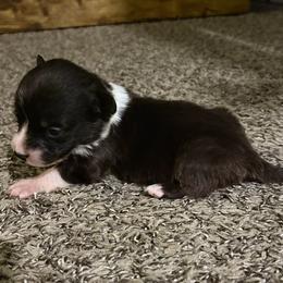 Rudolph - Black and white male American Corgi puppy in Temple, Texas from Silver Moon Cardigan and American Corgis