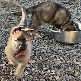 German Shepherd Puppies from StoneWall