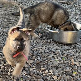 German Shepherd Puppies from StoneWall