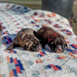 Anatolian Shepherd Dog puppies from 4D Cattle Dogs