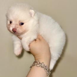 White female - White female Pomeranian puppy in Eagle Pass, Texas from Texas Tumbleweed Poms