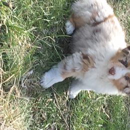 Australian Shepherd Puppies from Toni Thompson's Australian Shepherds