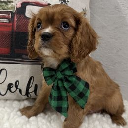 Howie - Ruby male Cavalier King Charles Spaniel puppy in Shipshewana, Indiana from Shelli's Puppies