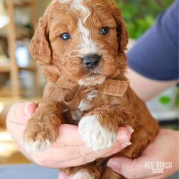 Dash - Red  male Goldendoodle puppy in Salado, Texas from Red Ranch Dogs