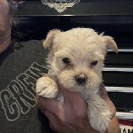 Jason - Tan male Morkie puppy in Taylorsville, North Carolina from Mountain Top Hot Tailz